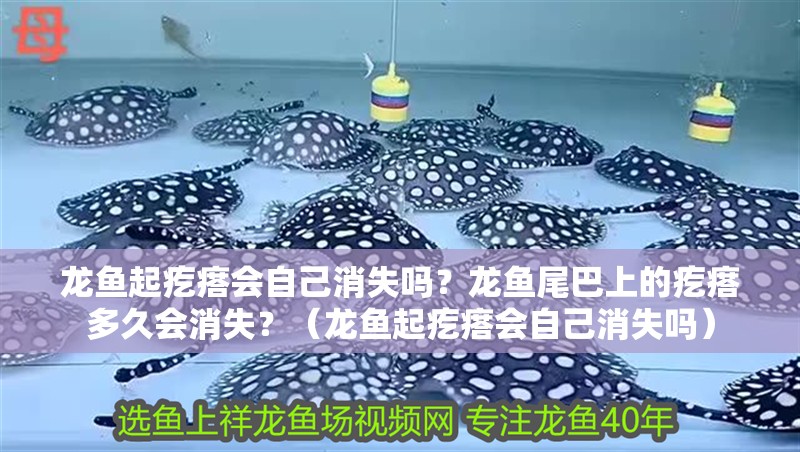 龍魚起疙瘩會自己消失嗎？龍魚尾巴上的疙瘩多久會消失？（龍魚起疙瘩會自己消失嗎）