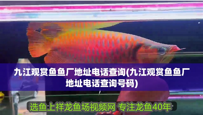 <strong><mark>九江</mark></strong>觀賞魚魚廠地址電話查詢(<strong><mark>九江</mark></strong>觀賞魚魚廠地址電話查詢號碼)