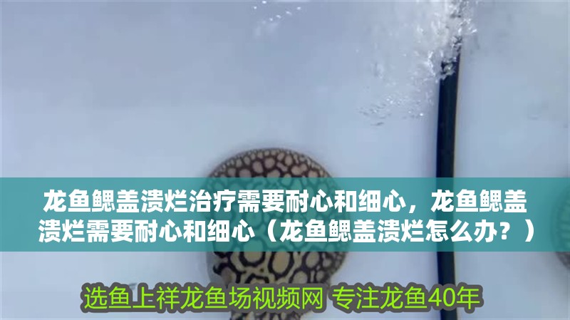 龍魚鰓蓋潰爛治療需要耐心和細心，龍魚鰓蓋潰爛需要耐心和細心（龍魚鰓蓋潰爛怎么辦？）