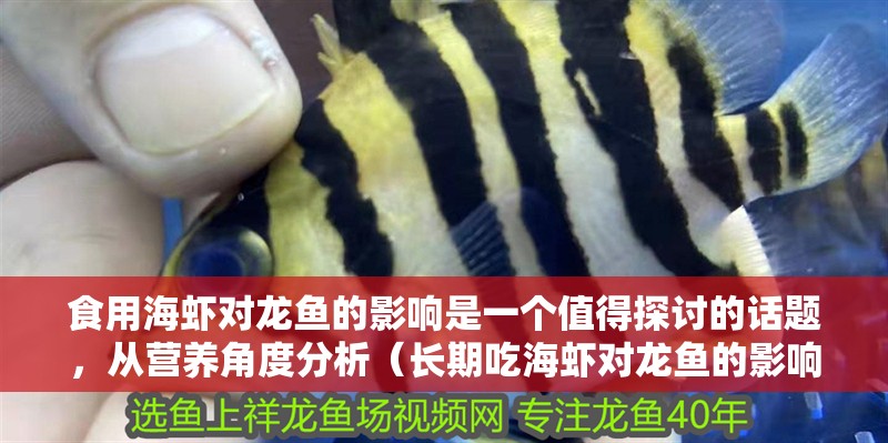 食用海蝦對(duì)龍魚的影響是一個(gè)值得探討的話題，從營(yíng)養(yǎng)角度分析（長(zhǎng)期吃海蝦對(duì)龍魚的影響）