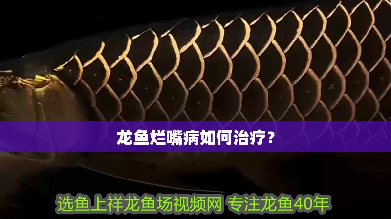 龍魚爛嘴病如何治療？