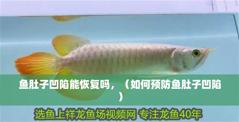 魚肚子凹陷能恢復嗎，（如何預防魚肚子凹陷）