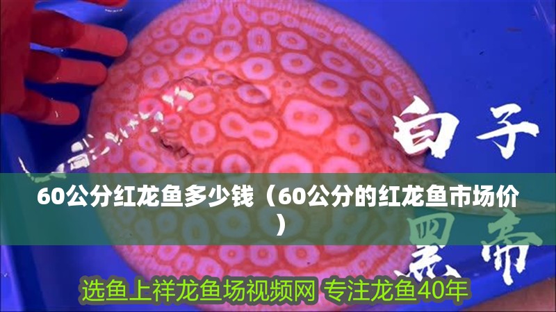 60公分紅龍魚多少錢（60公分的紅龍魚市場價(jià)）