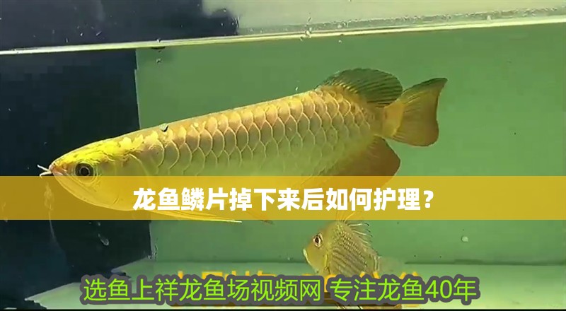 龍魚鱗片掉下來后如何護(hù)理？