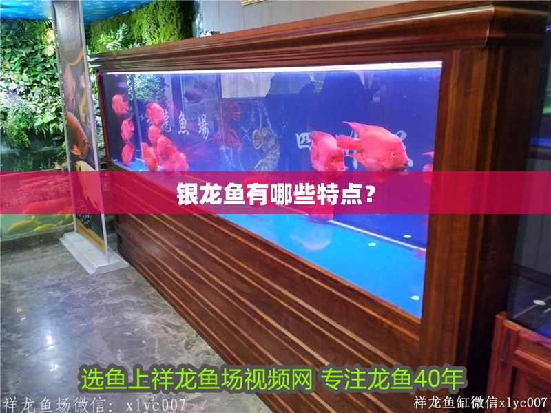 銀龍魚(yú)有哪些特點(diǎn)？
