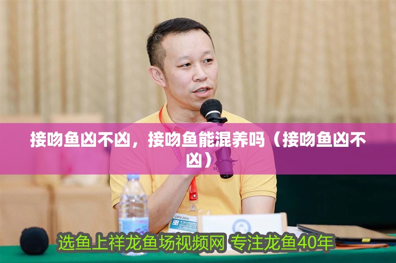 接吻魚兇不兇，接吻魚能混養(yǎng)嗎（接吻魚兇不兇）