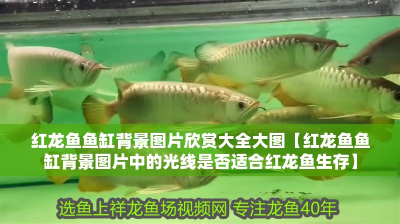 紅龍魚魚缸背景圖片欣賞大全大圖【紅龍魚魚缸背景圖片中的光線是否適合紅龍魚生存】