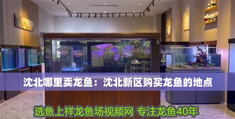 沈北哪里賣龍魚：沈北新區(qū)購買龍魚的地點