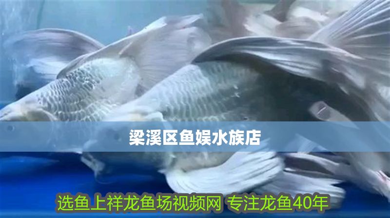 梁溪區(qū)魚(yú)娛水族店 梁溪區(qū)魚(yú)娛水族店 全國(guó)水族館企業(yè)名錄 第1張