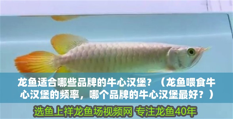 龍魚適合哪些品牌的牛心漢堡？（龍魚喂食牛心漢堡的頻率，哪個品牌的牛心漢堡最好？）