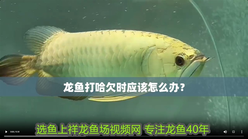龍魚打哈欠時應該怎么辦？
