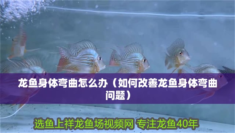 龍魚身體彎曲怎么辦（如何改善龍魚身體彎曲問題）