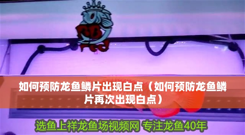 如何預防龍魚鱗片出現(xiàn)白點（如何預防龍魚鱗片再次出現(xiàn)白點）