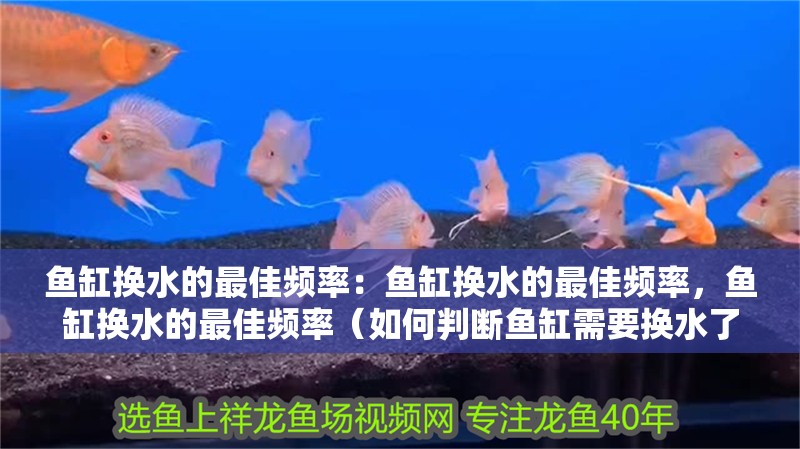 魚缸換水的最佳頻率：魚缸換水的最佳頻率，魚缸換水的最佳頻率（如何判斷魚缸需要換水了嗎）