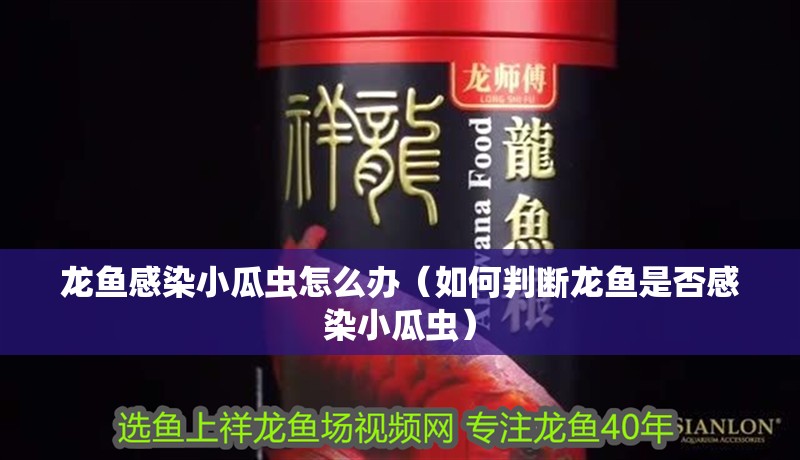 龍魚感染小瓜蟲怎么辦（如何判斷龍魚是否感染小瓜蟲）