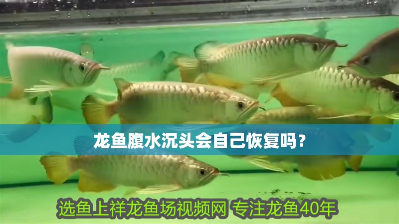 龍魚腹水沉頭會自己恢復(fù)嗎？