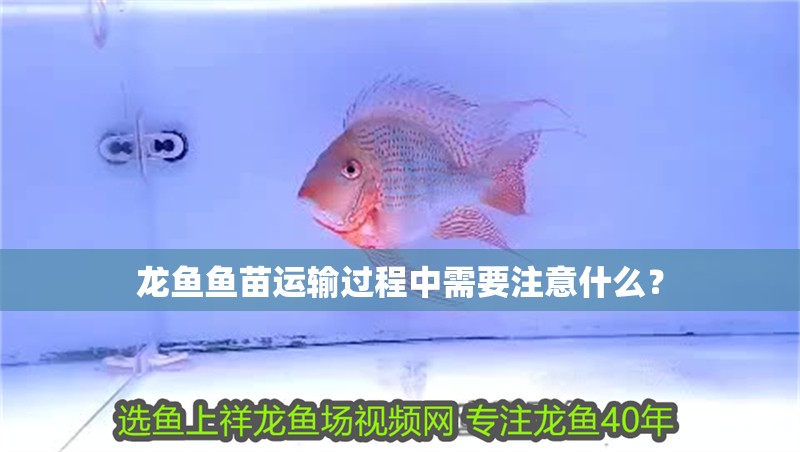 龍魚魚苗運輸過程中需要注意什么？