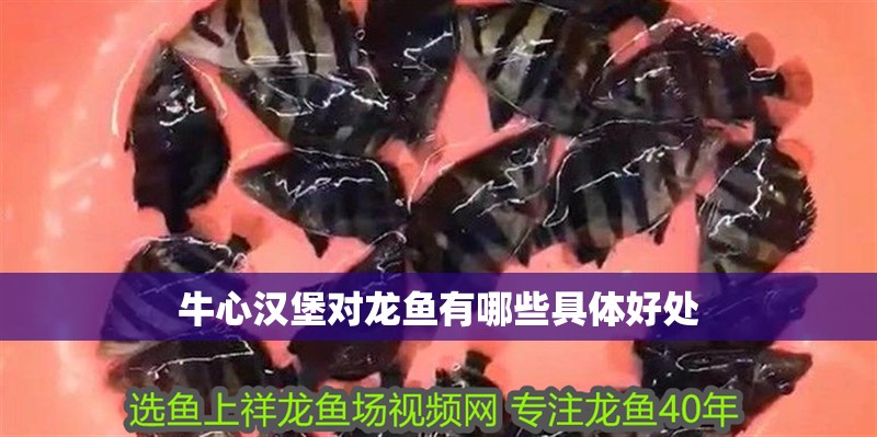 牛心漢堡對龍魚有哪些具體好處