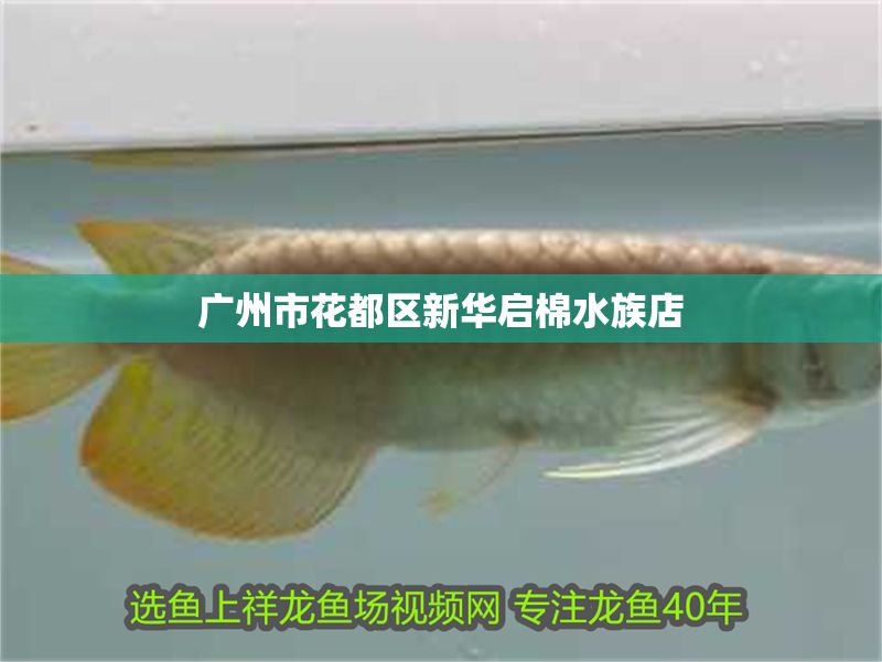 廣州市花都區(qū)新華啟棉水族店