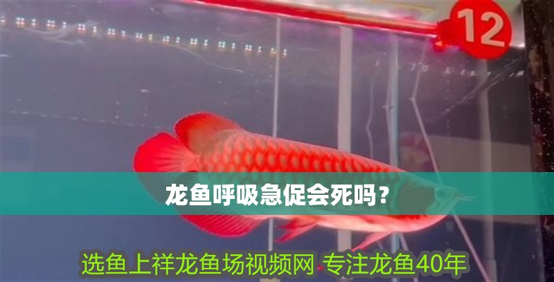 龍魚呼吸急促會死嗎？