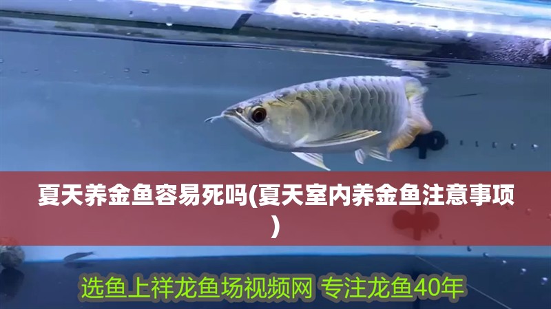 夏天養金魚容易死嗎(夏天室內養金魚注意事項)