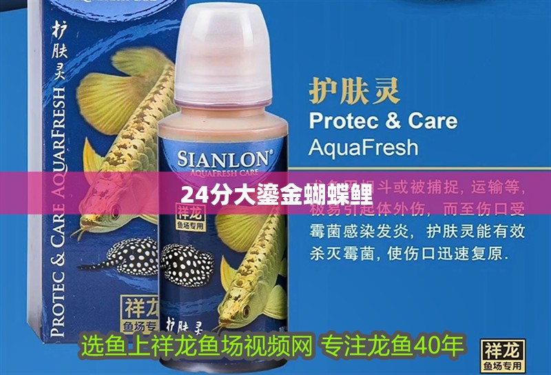 24分大鎏金蝴蝶鯉 24分大鎏金蝴蝶鯉 觀賞魚百科