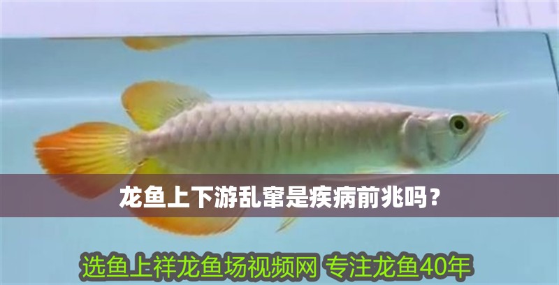 龍魚上下游亂竄是疾病前兆嗎？