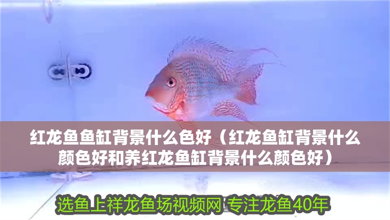 紅龍魚魚缸背景什么色好（紅龍魚缸背景什么顏色好和養紅龍魚缸背景什么顏色好）