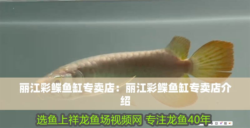 麗江彩鰈魚缸專賣店：麗江彩鰈魚缸專賣店介紹