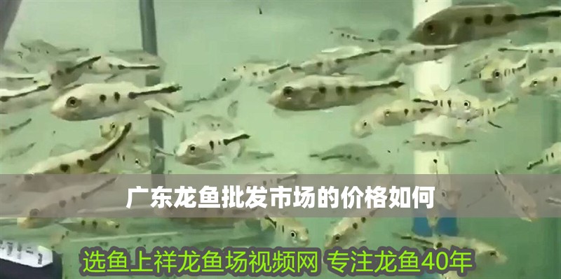 給大魚缸換水的作文:體驗給大魚缸換水的樂趣:體驗給大魚缸換水:給大魚缸換水的作文 廣東龍魚批發市場的價格如何 龍魚百科 廣東龍魚批發市場的價格如何 廣東龍魚批發市場的價格如何 龍魚百科