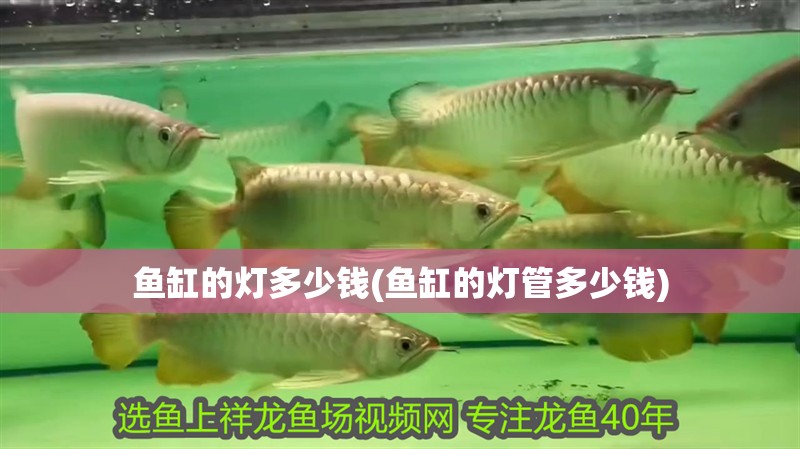 魚缸的燈多少錢(魚缸的燈管多少錢)