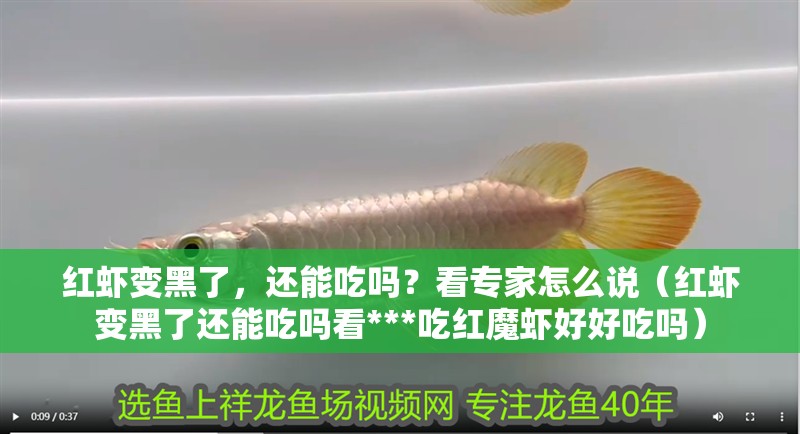 紅蝦變黑了，還能吃嗎？看專家怎么說（紅蝦變黑了還能吃嗎看***吃紅魔蝦好好吃嗎）