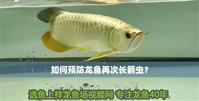 如何預防龍魚再次長箭蟲？