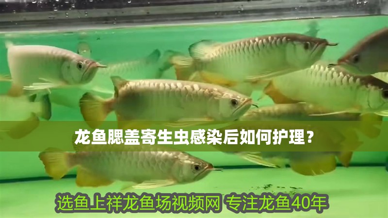 龍魚腮蓋寄生蟲感染后如何護理？ 龍魚腮蓋寄生蟲感染后如何護理？ 龍魚百科