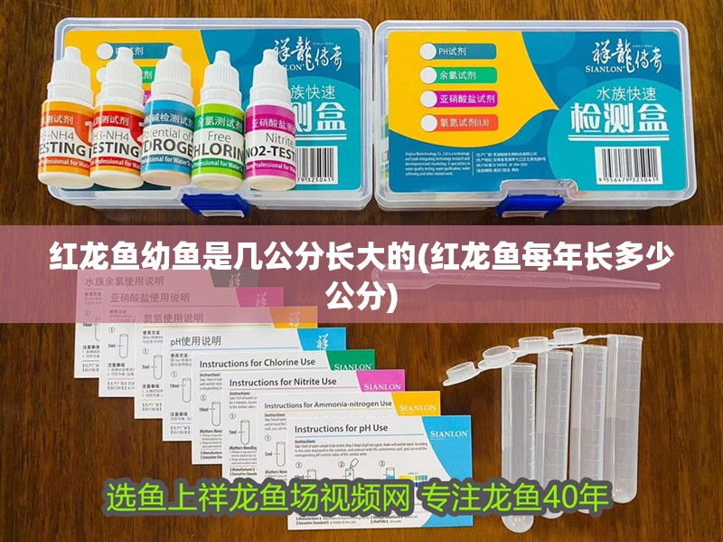 紅龍魚幼魚是幾公分長大的(紅龍魚每年長多少公分)