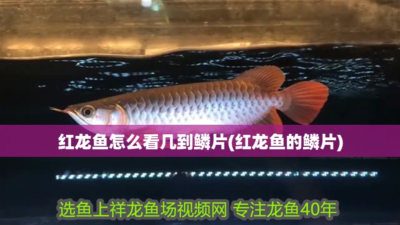 紅龍魚怎么看幾到鱗片(紅龍魚的鱗片)
