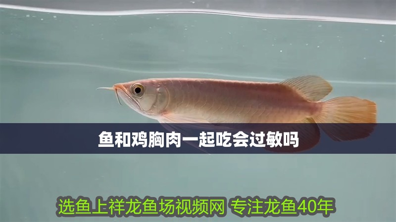 魚和雞胸肉一起吃會過敏嗎