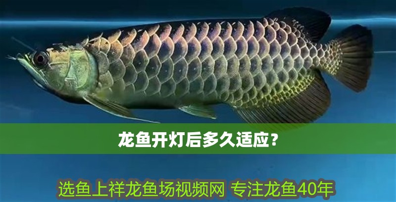 龍魚開燈后多久適應？