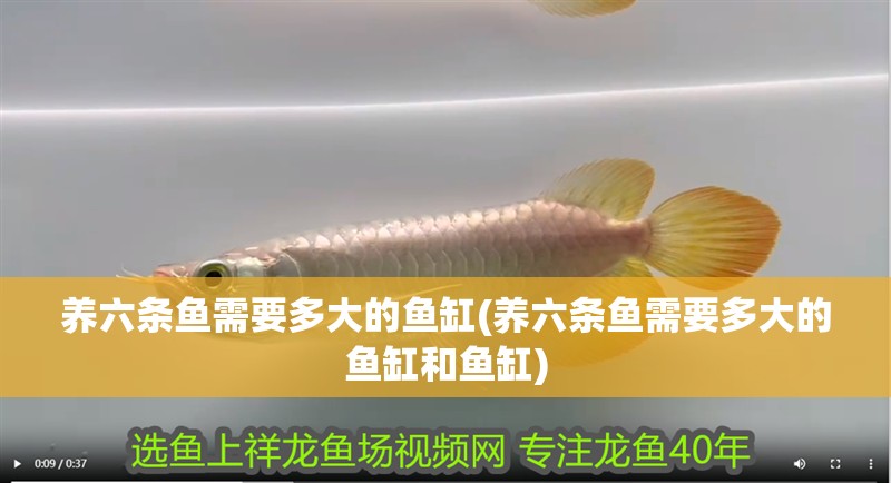 養六條魚需要多大的魚缸(養六條魚需要多大的魚缸和魚缸)