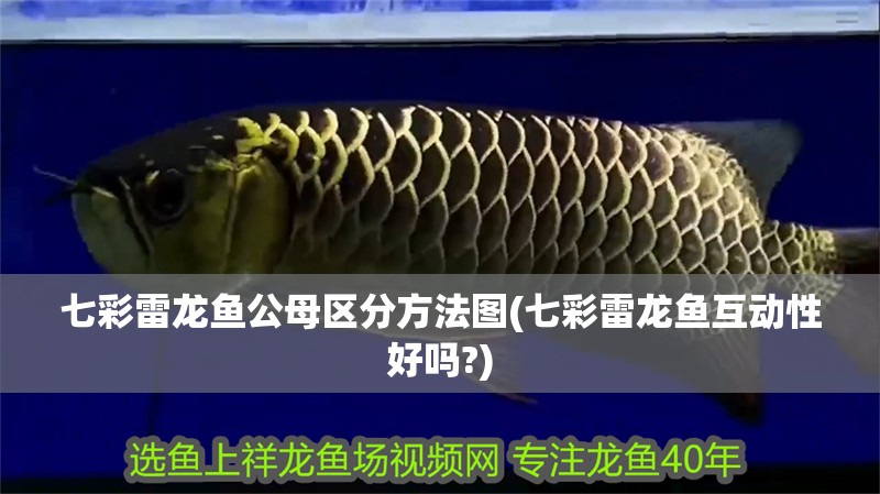 七彩雷龍魚公母區分方法圖(七彩雷龍魚互動性好嗎?)