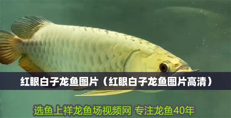 紅眼白子龍魚圖片（紅眼白子龍魚圖片高清）