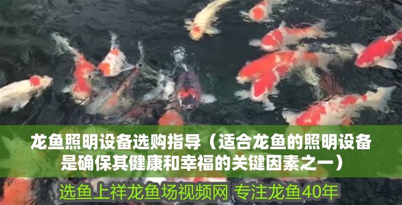 龍魚照明設備選購指導（適合龍魚的照明設備是確保其健康和幸福的關鍵因素之一）