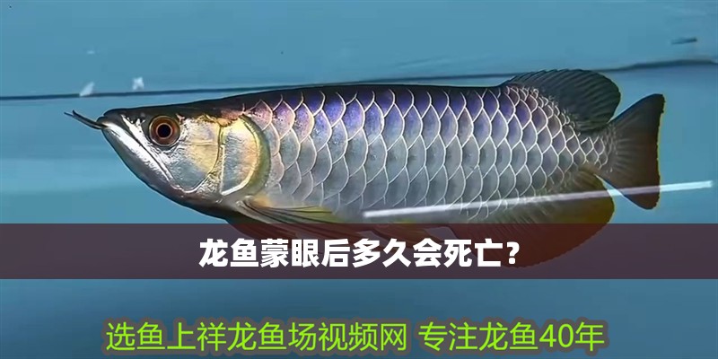 魚缸過濾器選購指南:自制魚缸過濾器魚缸上置過濾器對于養(yǎng)魚愛好者的必備知識 龍魚蒙眼后多久會死亡? 龍魚百科 龍魚蒙眼后多久會死亡? 龍魚蒙眼后多久會死亡? 龍魚百科