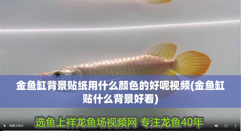 金魚缸背景貼紙用什么顏色的好呢視頻(金魚缸貼什么背景好看)