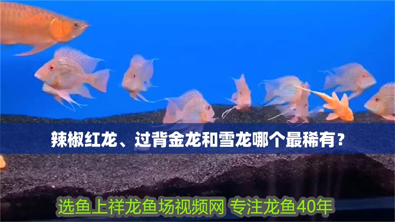 辣椒紅龍、過背金龍和雪龍哪個最稀有？