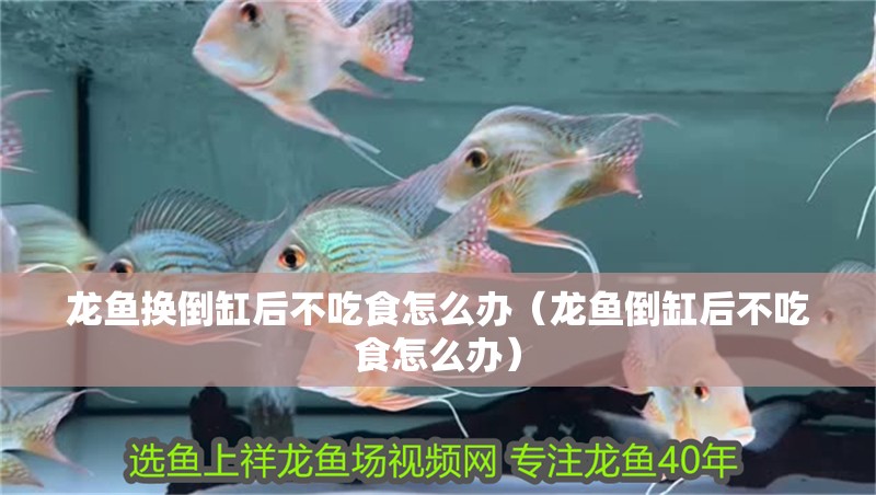 龍魚換倒缸后不吃食怎么辦（龍魚倒缸后不吃食怎么辦）