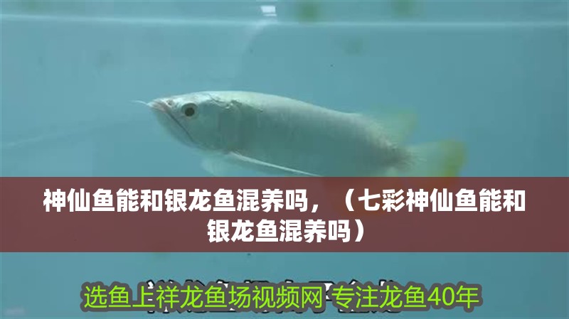 神仙魚能和銀龍魚混養嗎，（七彩神仙魚能和銀龍魚混養嗎）