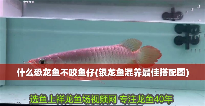 什么恐龍魚不咬魚仔(銀龍魚混養最佳搭配圖)