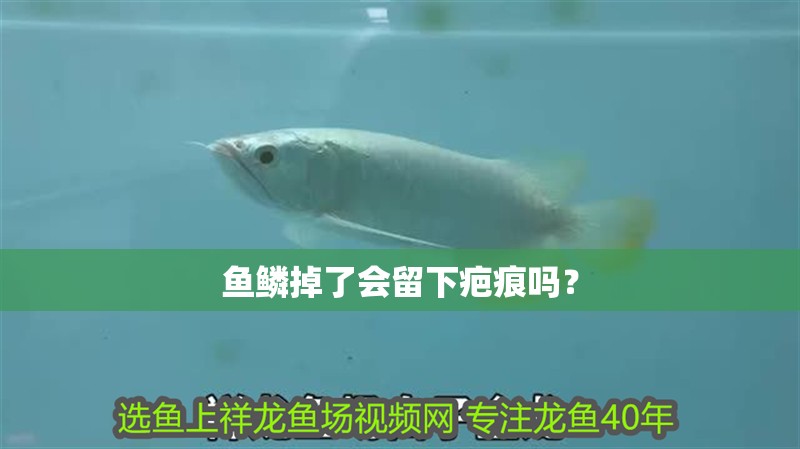 魚鱗掉了會留下疤痕嗎？
