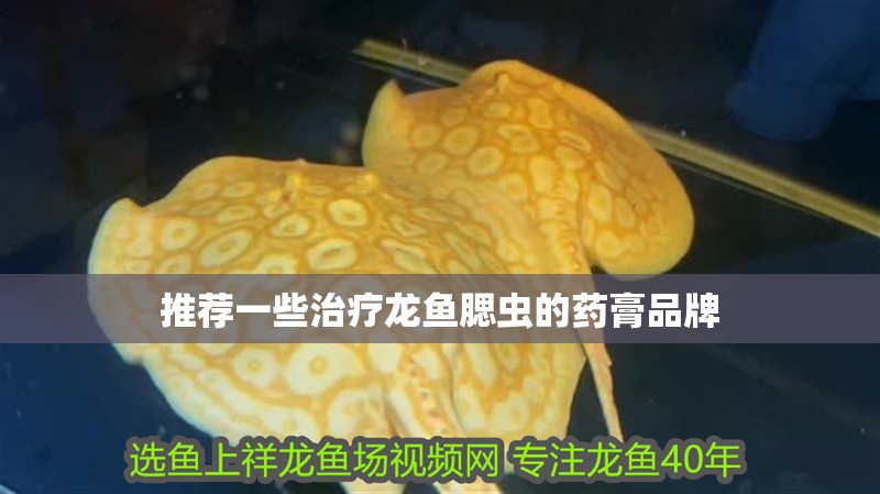 推薦一些治療龍魚腮蟲的藥膏品牌